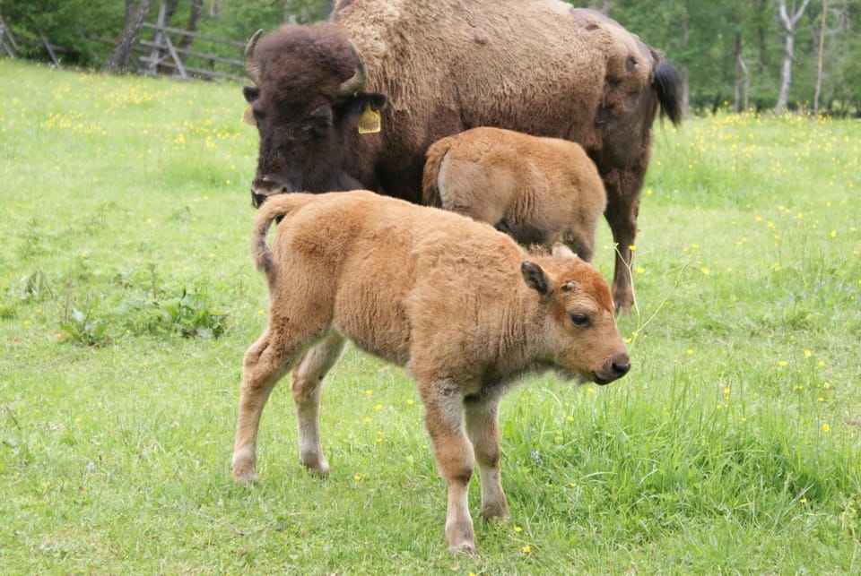 Caldisfarm Bison Lodge I Charmante Ferienwohnung für Pärchen Apartment in Czechia