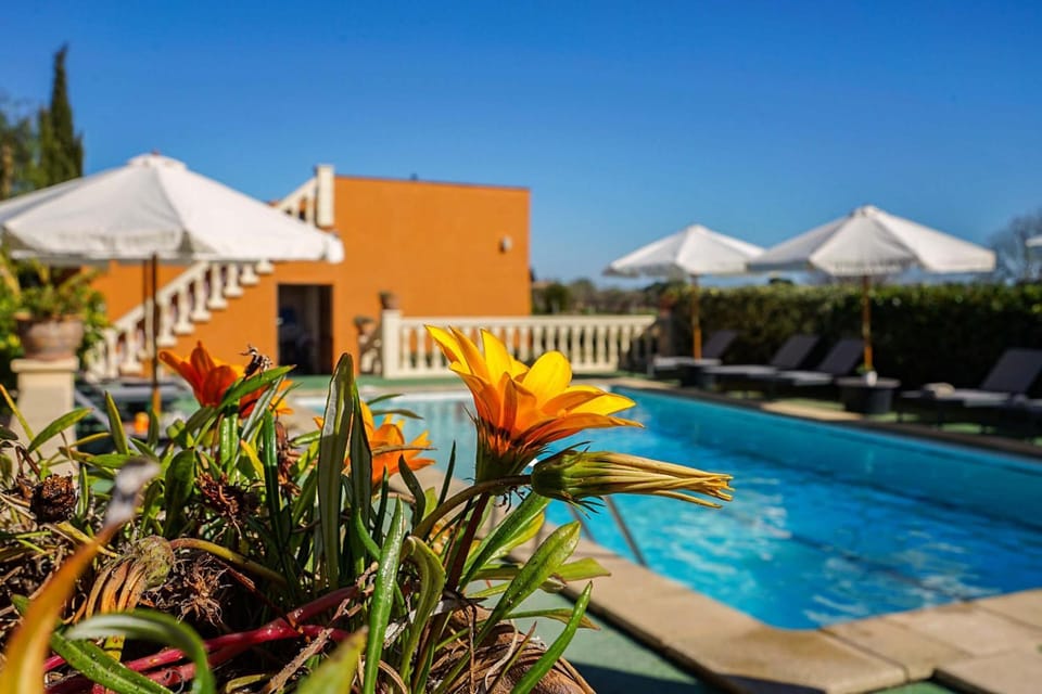 Patio, Garden, Garden view