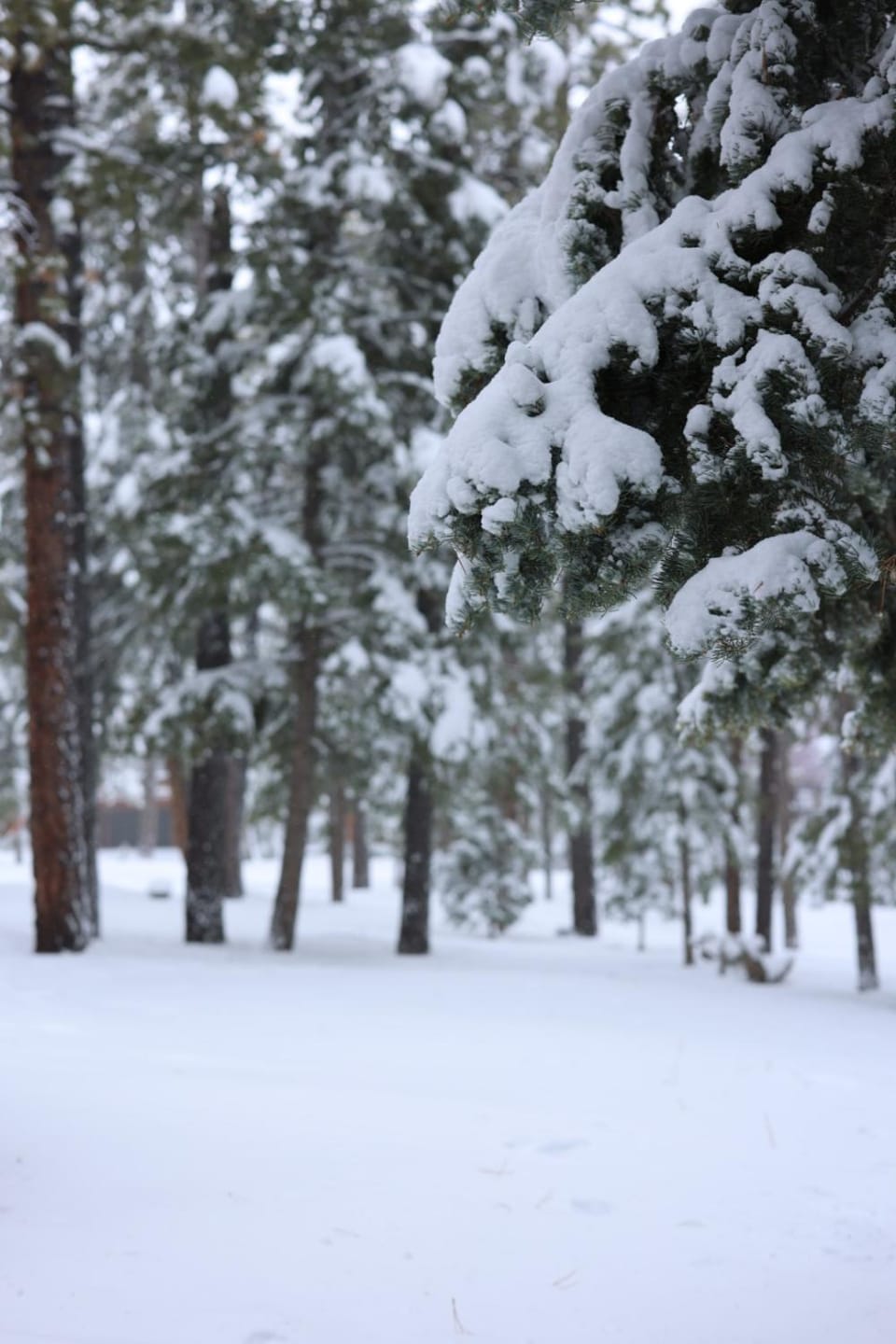 Property building, Natural landscape, Winter, Hiking