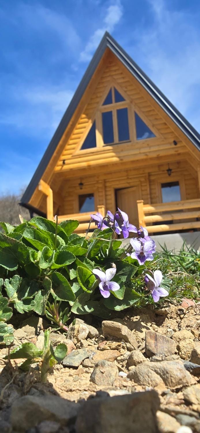 Property building, Garden, Garden view