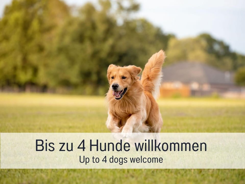 Pets, pet friendly