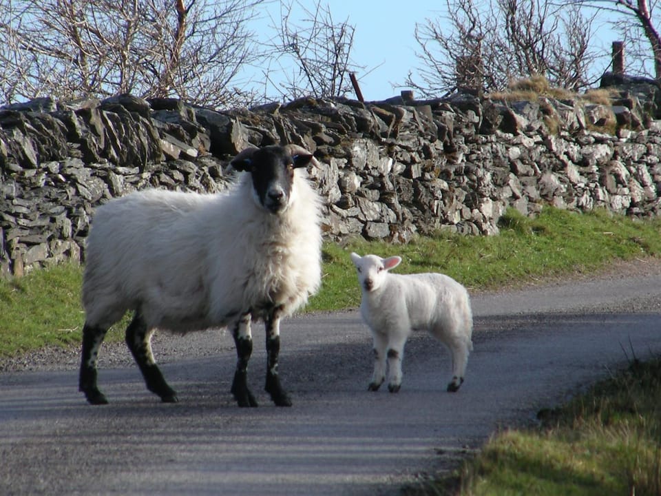 Animals