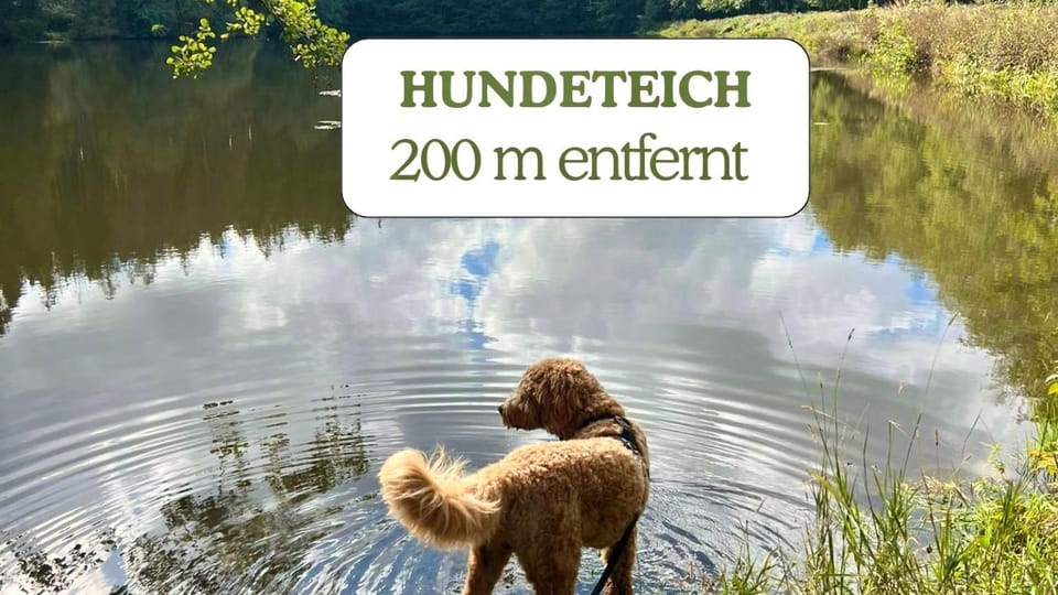 Hundeurlaub - Tiny House im Wald House in Thuringia, Germany