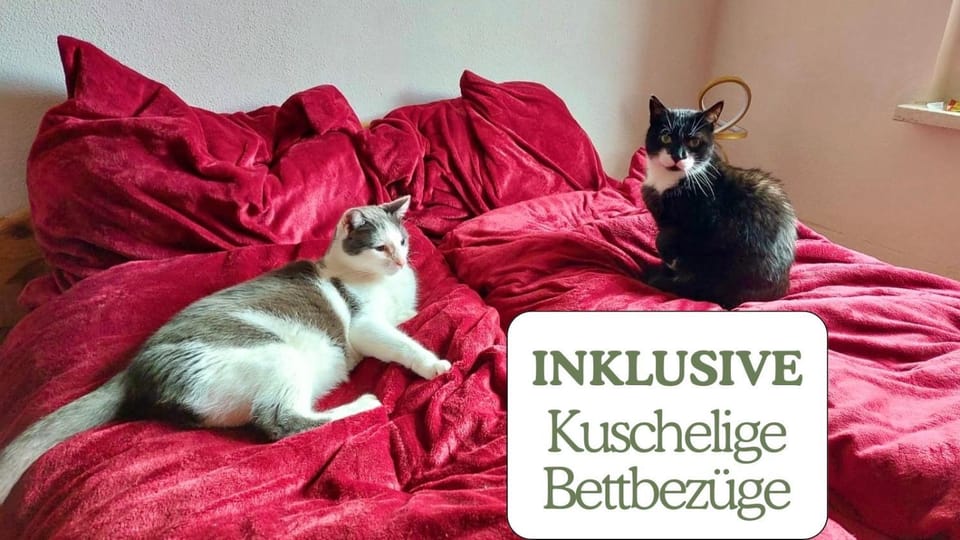 Hundeurlaub - Tiny House im Wald House in Thuringia, Germany
