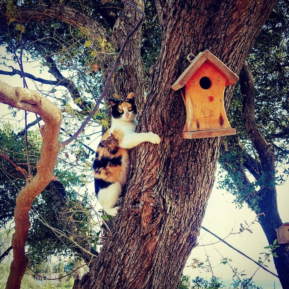 Vayianna's garden house at Vatsa Villa in Cephalonia