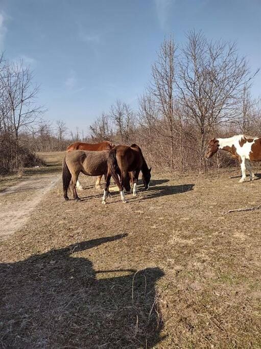 Animals