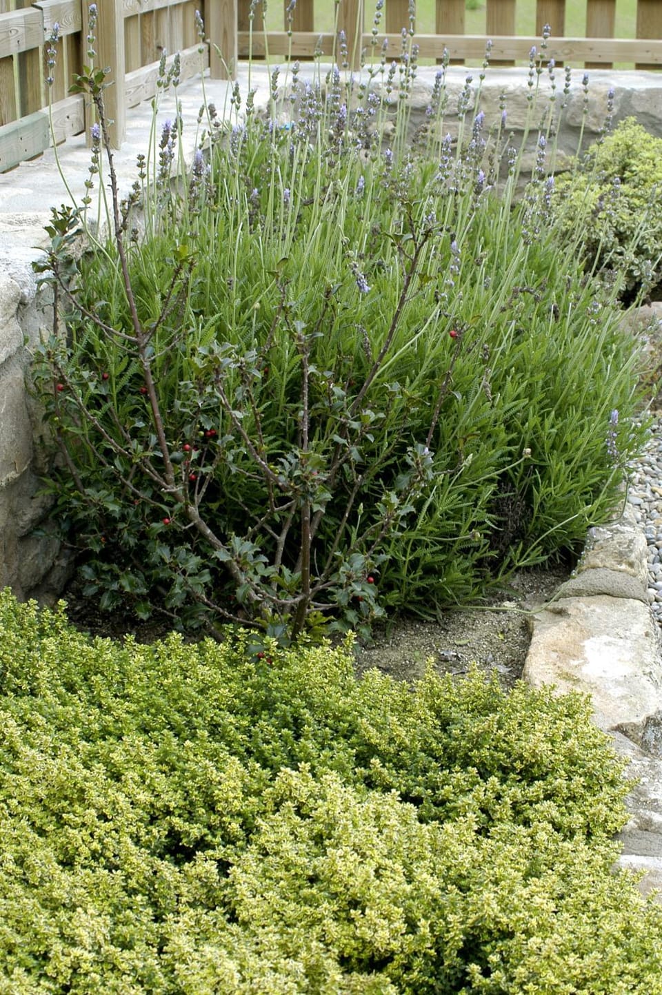 Garden, Garden