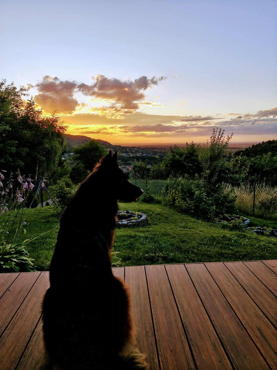 Natural landscape, Pets, Sunset