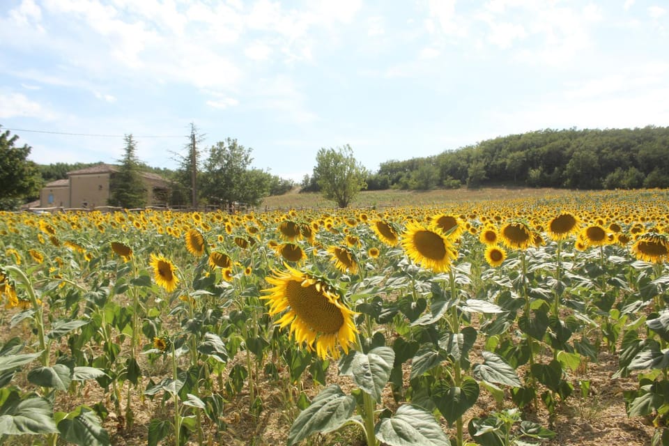 Domaine de la Couderquié Bed and Breakfast in Occitanie