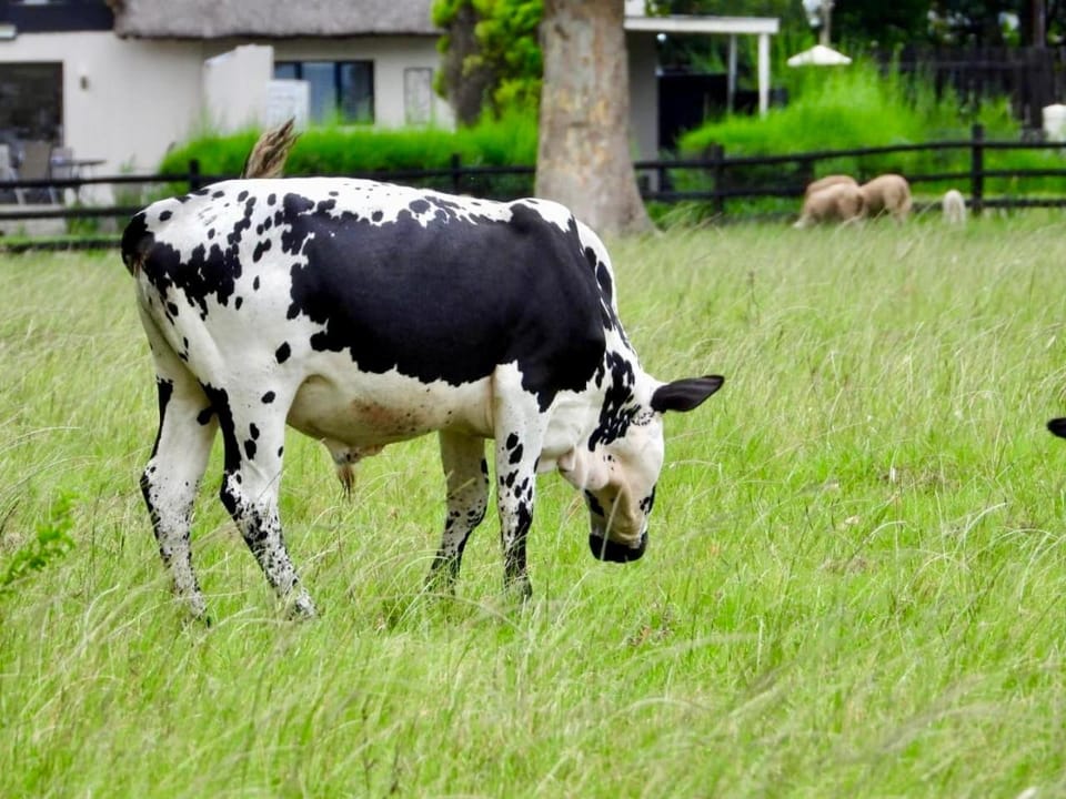Animals