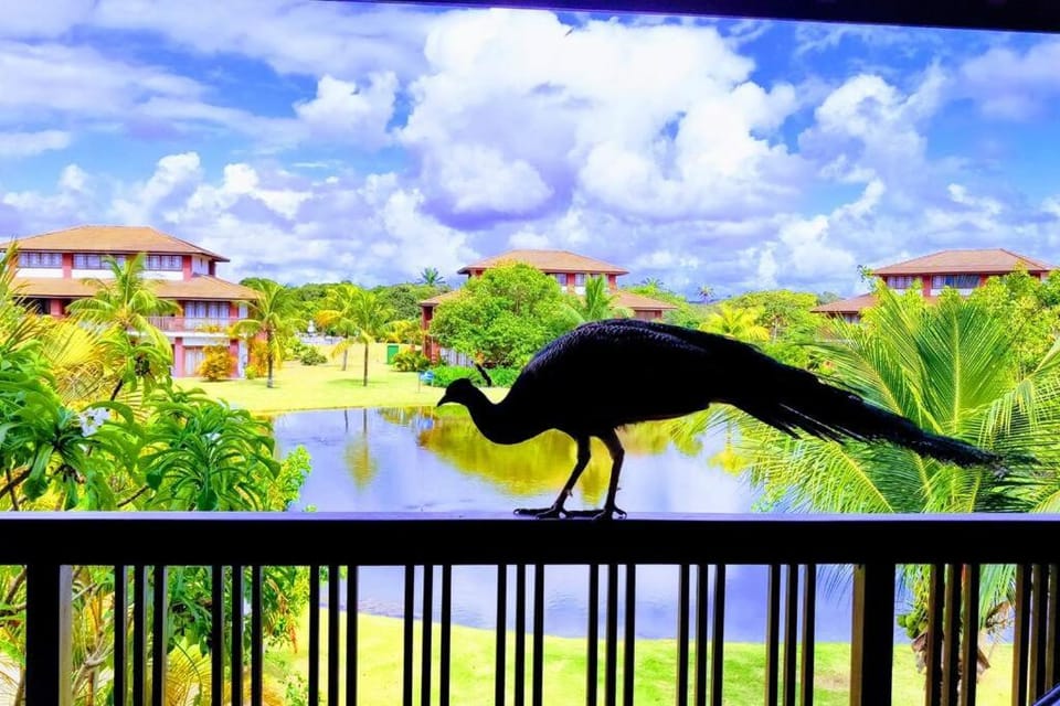 Balcony/Terrace, Balcony/Terrace, Animals, Animals, Animals