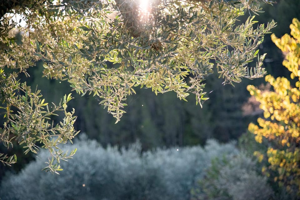 Terre Luberon Bed and Breakfast in Pertuis
