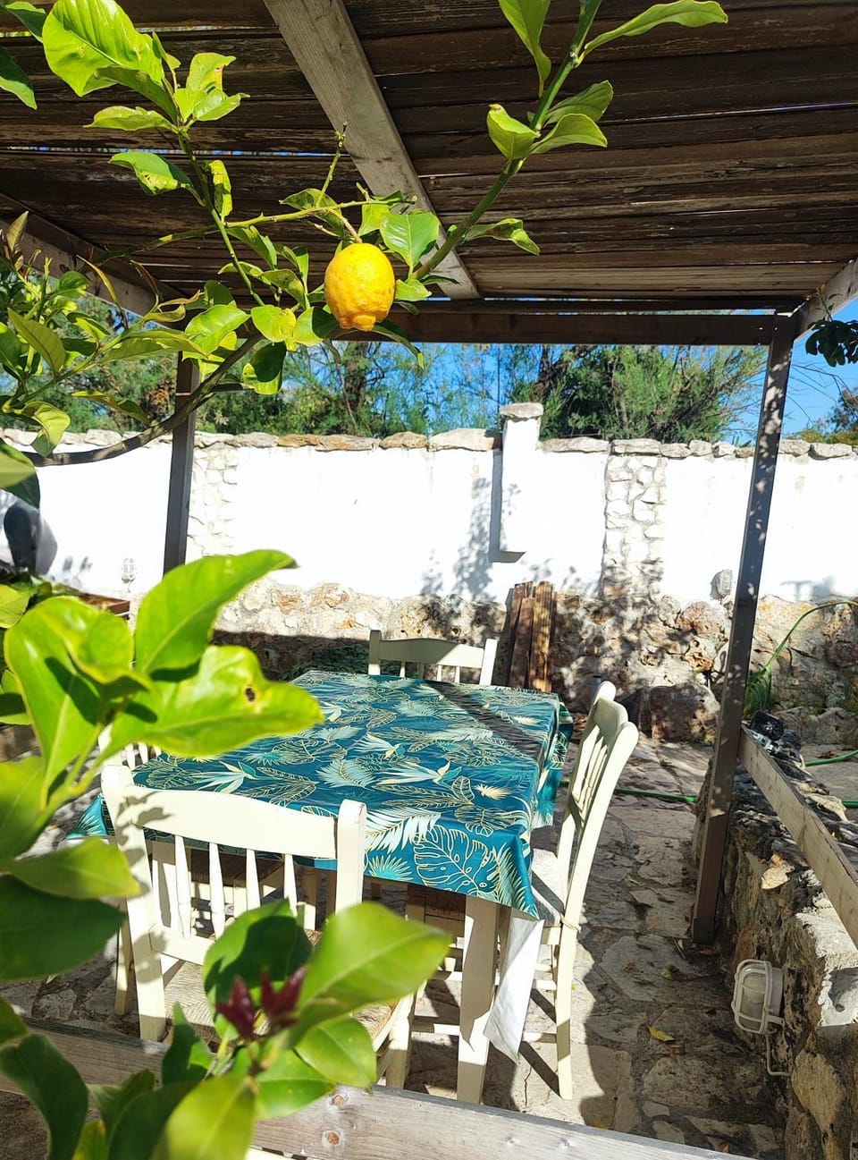 Musa Balbisiana Casa Citrus House in Apulia