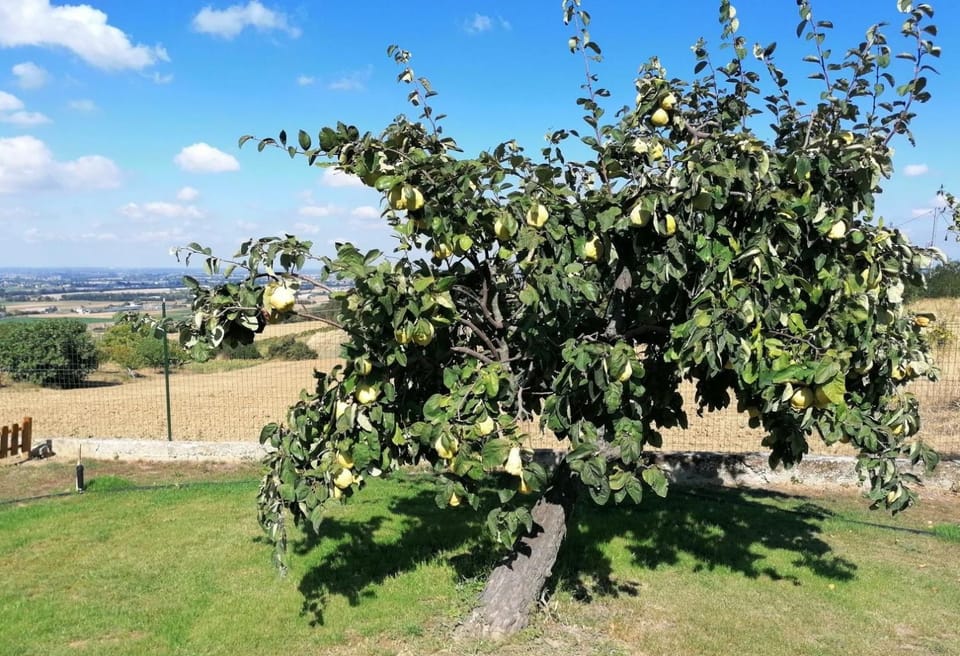 la Mafalda in Oltrepo Bed and Breakfast in Lombardy