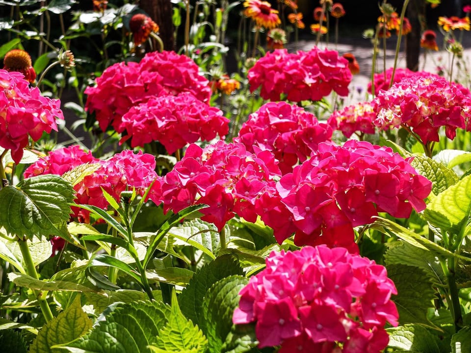 Garden