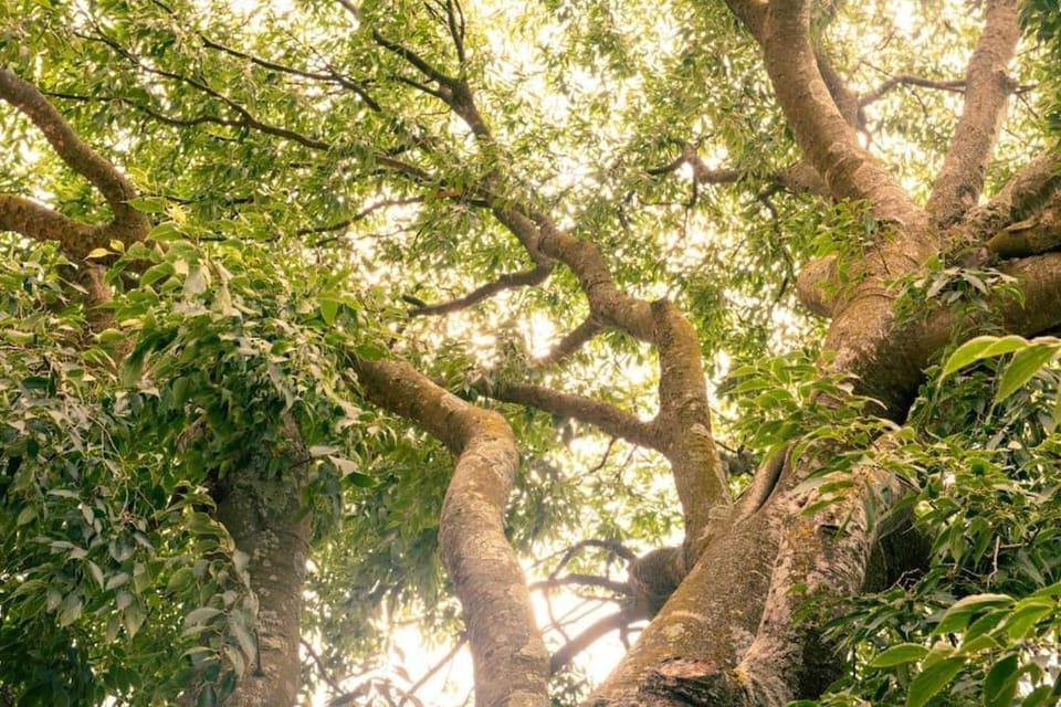 Natural landscape, Garden