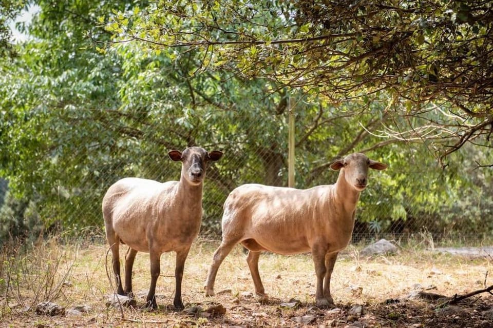 Animals