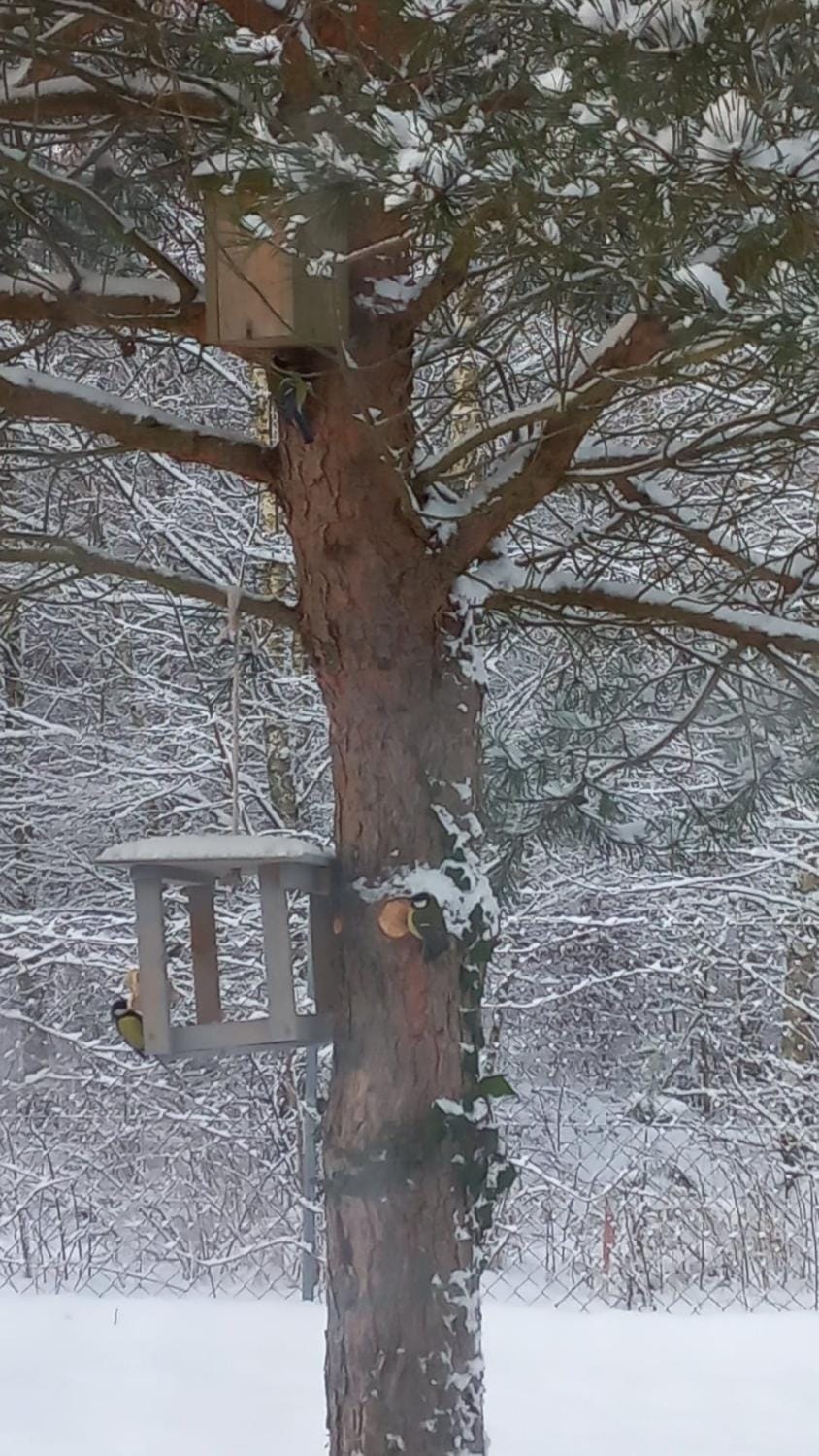 Winter