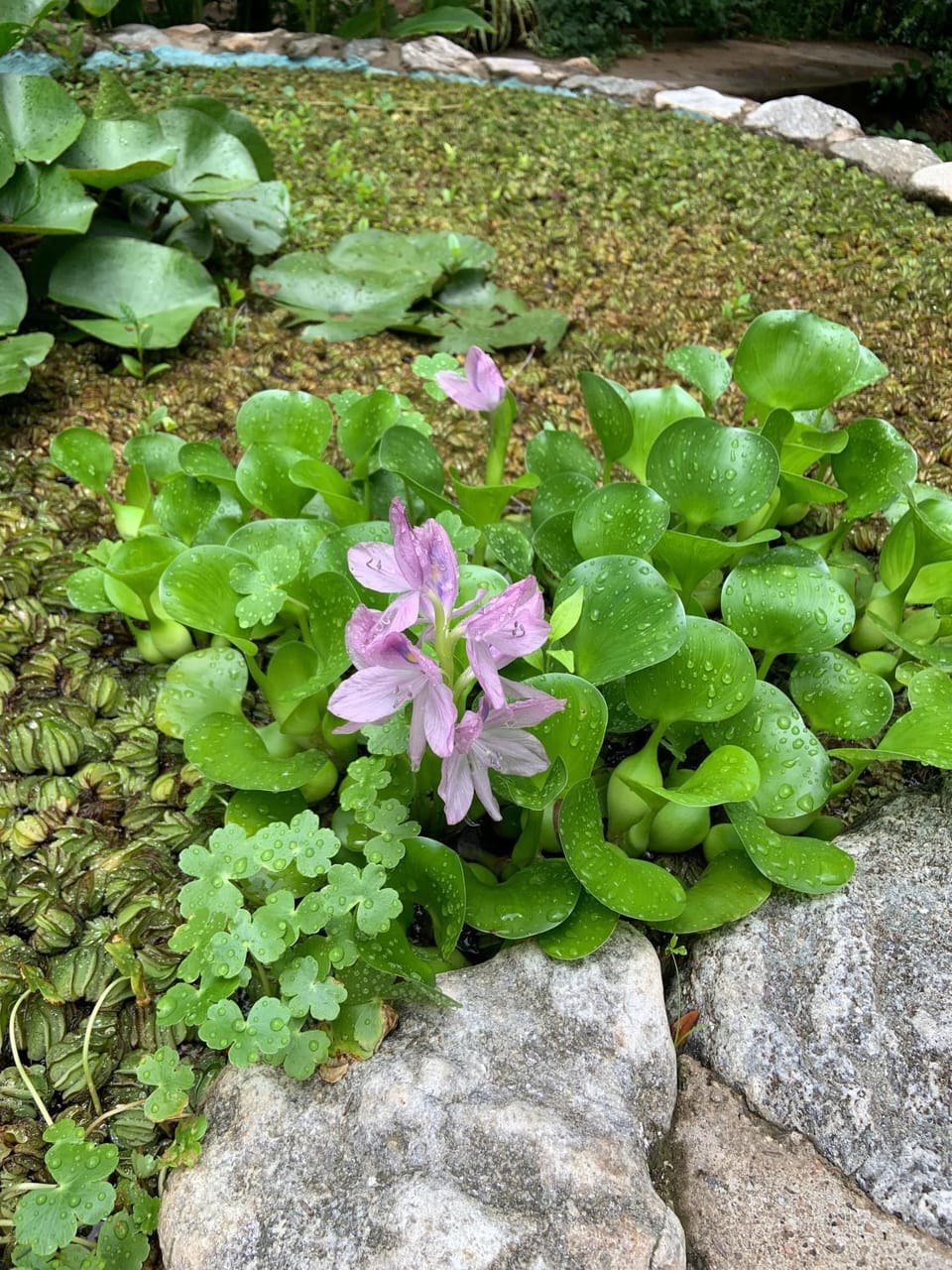 Garden view