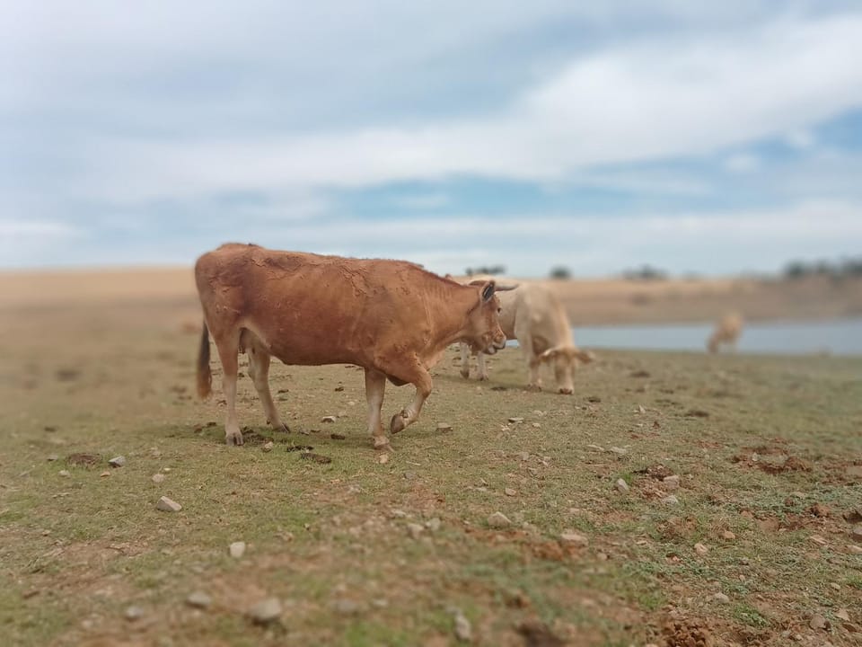 Off site, Day, Natural landscape, Animals