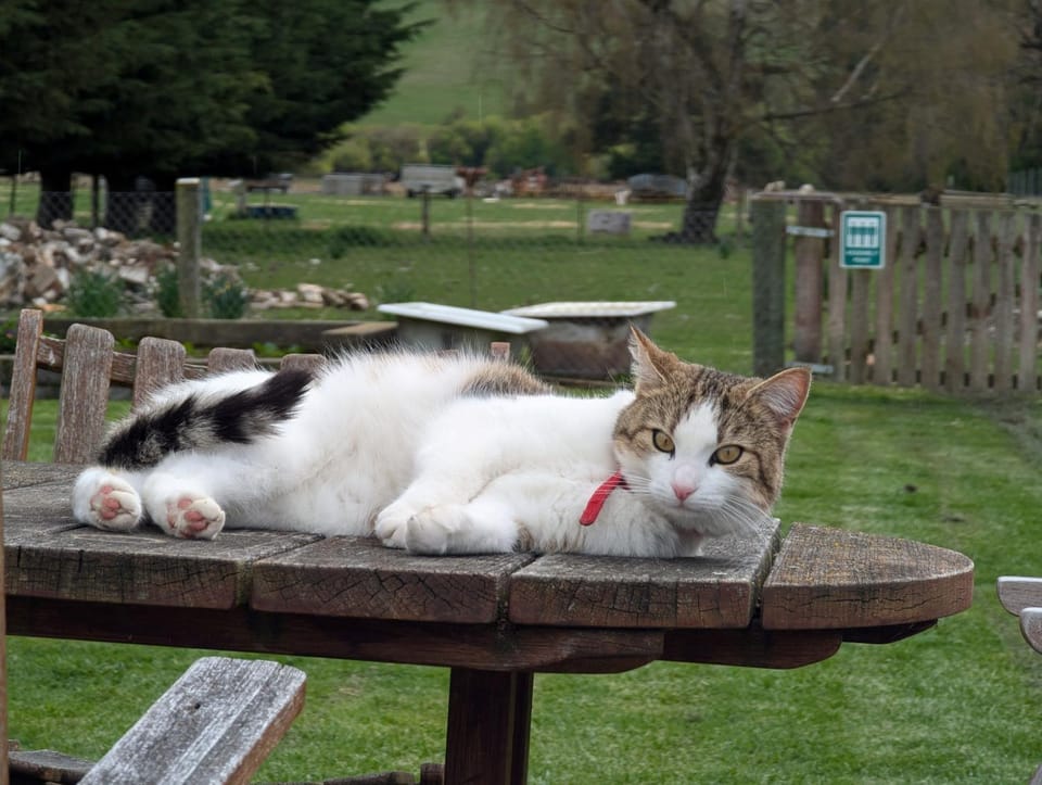 Pets