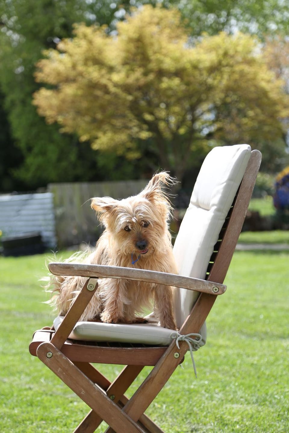 Pets, pet friendly