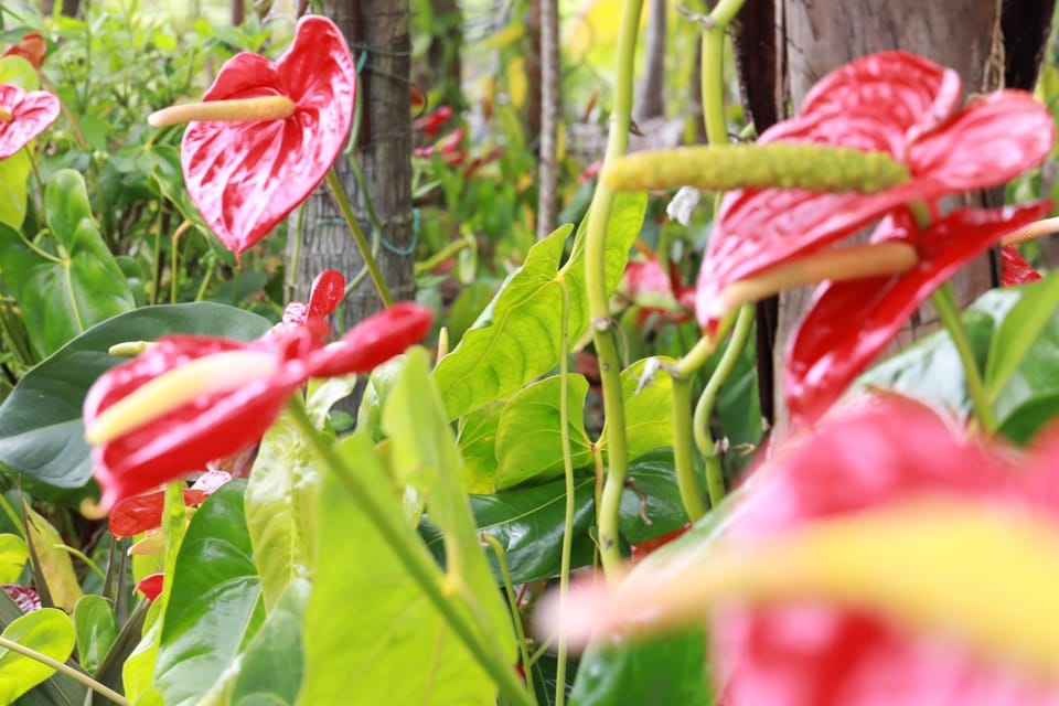La Kaz Fleur Vanille Chalet in Réunion