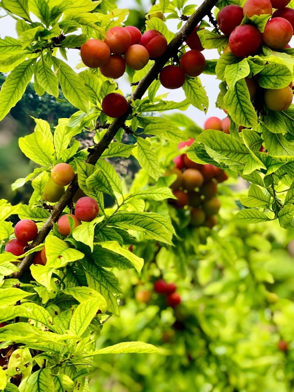 Garden, Food