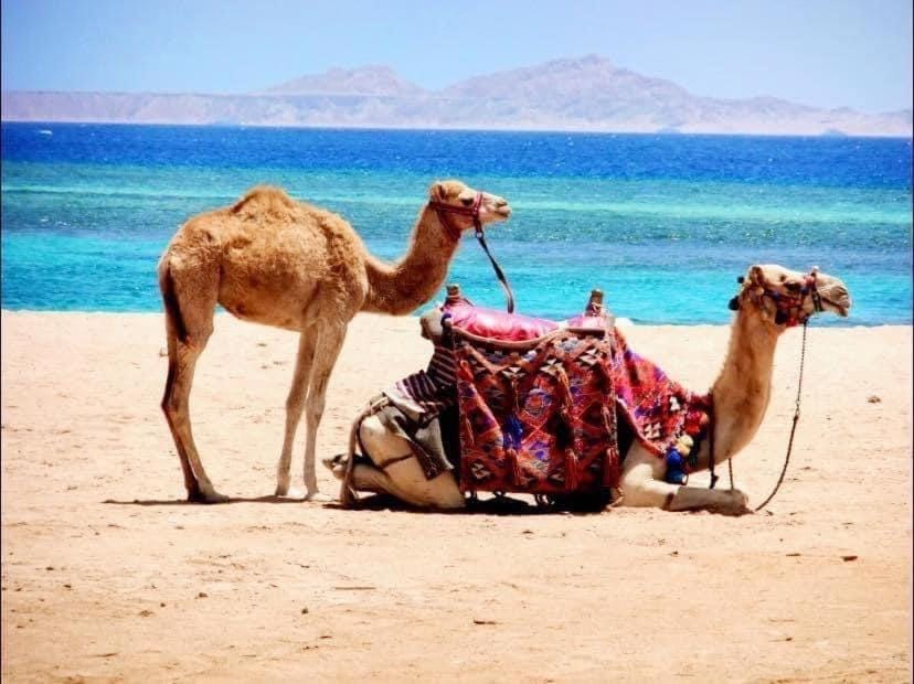 DOMINA CORAL BAY RESORT Apartment in Sharm El-Sheikh
