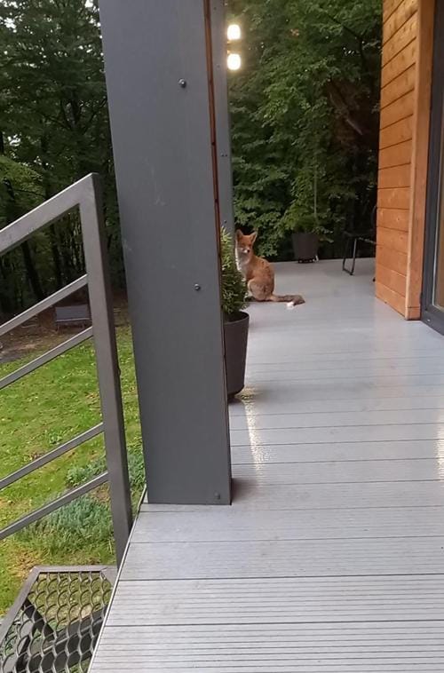 Garden, Balcony/Terrace