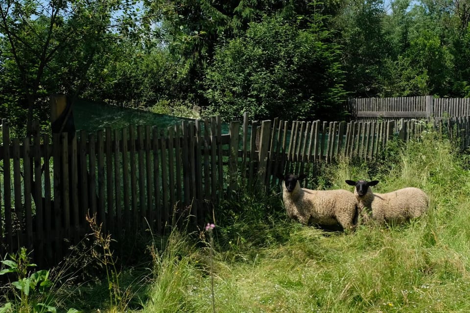 Garden, Animals