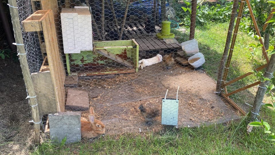 Animals