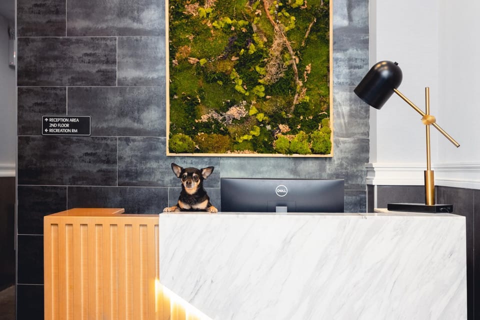 Staff, Lobby or reception, Pets