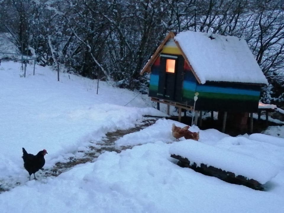Winter, Animals