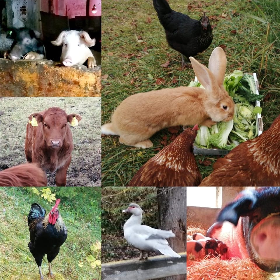 Animals