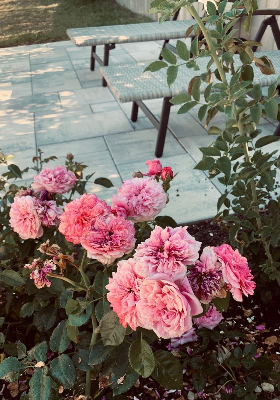 Day, Garden, Garden view