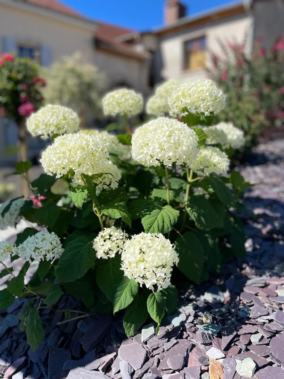 Day, Garden view