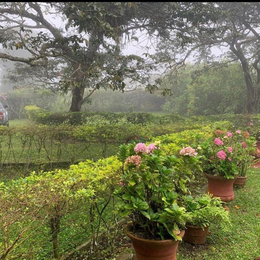Natural landscape, Garden, Garden view