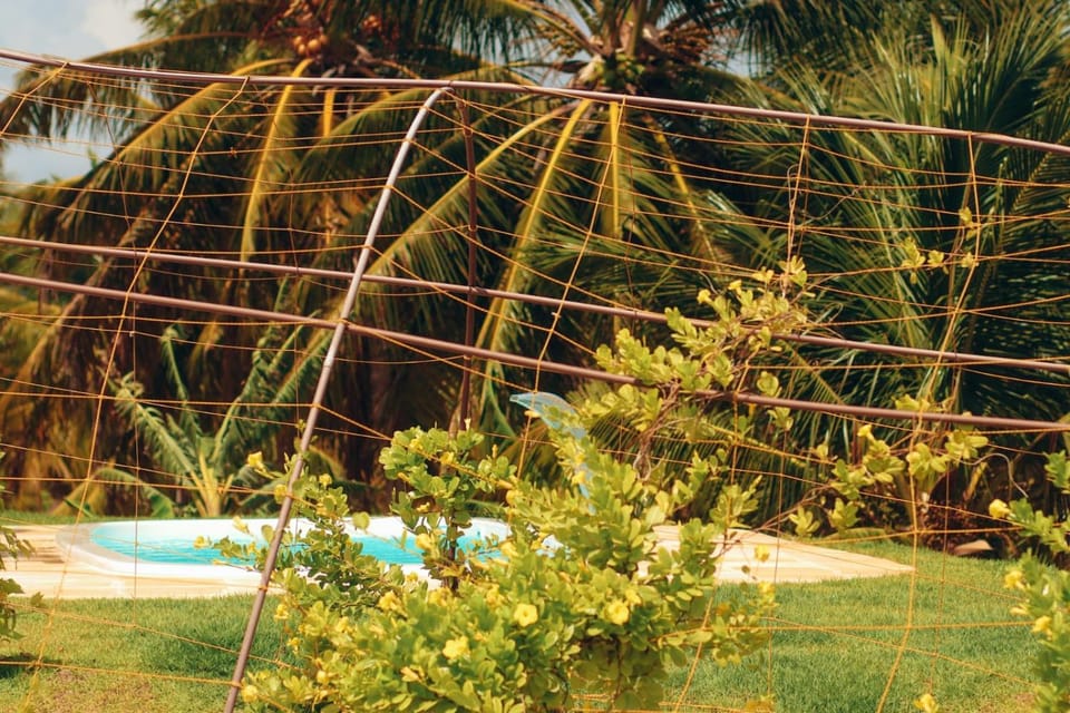 Garden, Pool view, Swimming pool