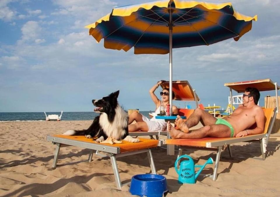 Beach, Animals, Animals
