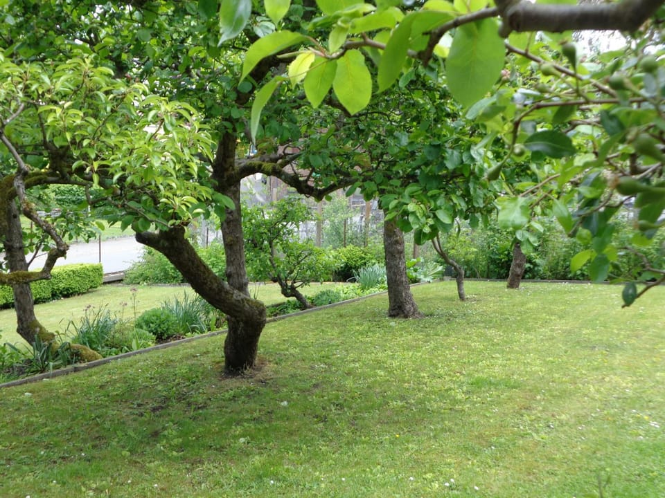 Garden, Garden, Decorative detail, Garden view, Garden view