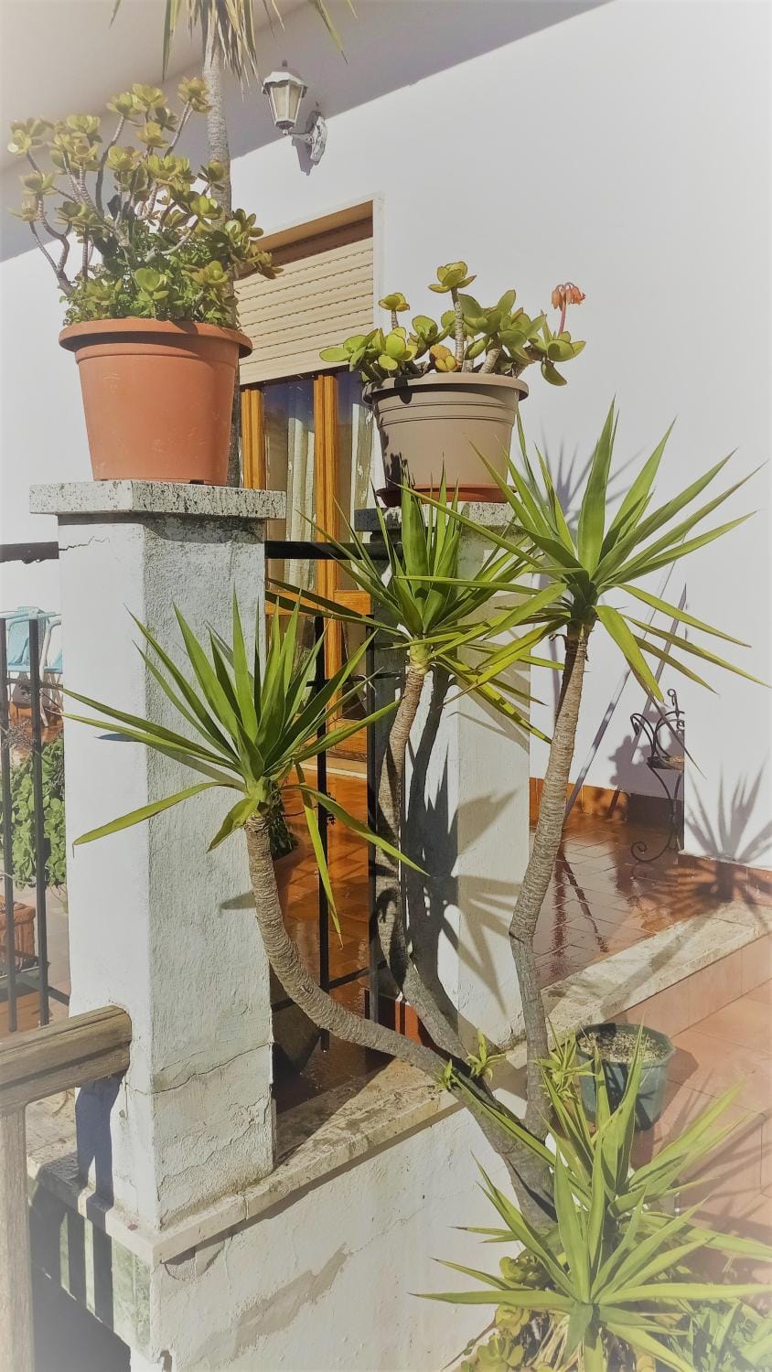 Garden view