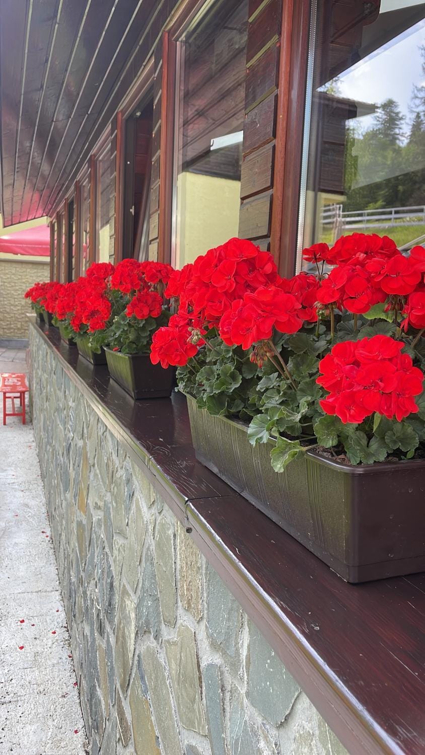 Pensiunea Campionilor Bed and Breakfast in Prahova, Romania