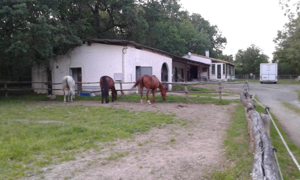 Day, Horse-riding, Animals