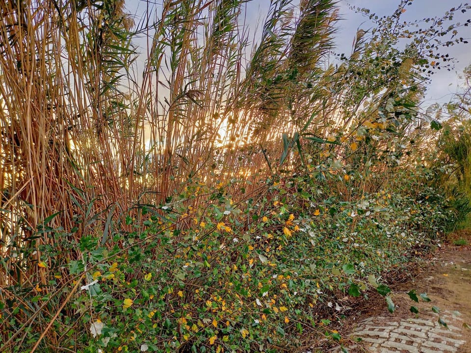 Garden, Hiking