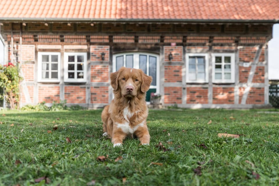 Pets