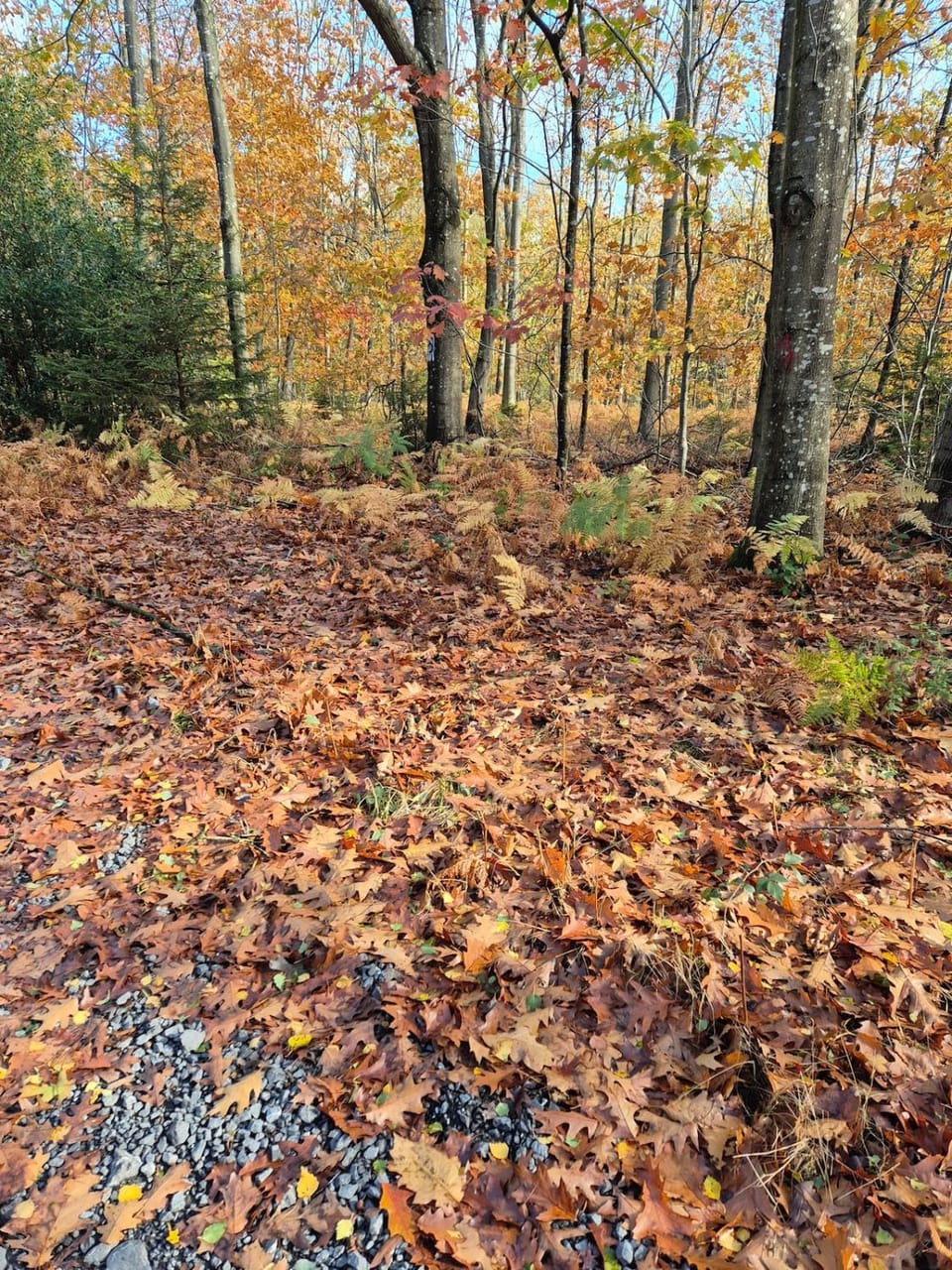 Natural landscape