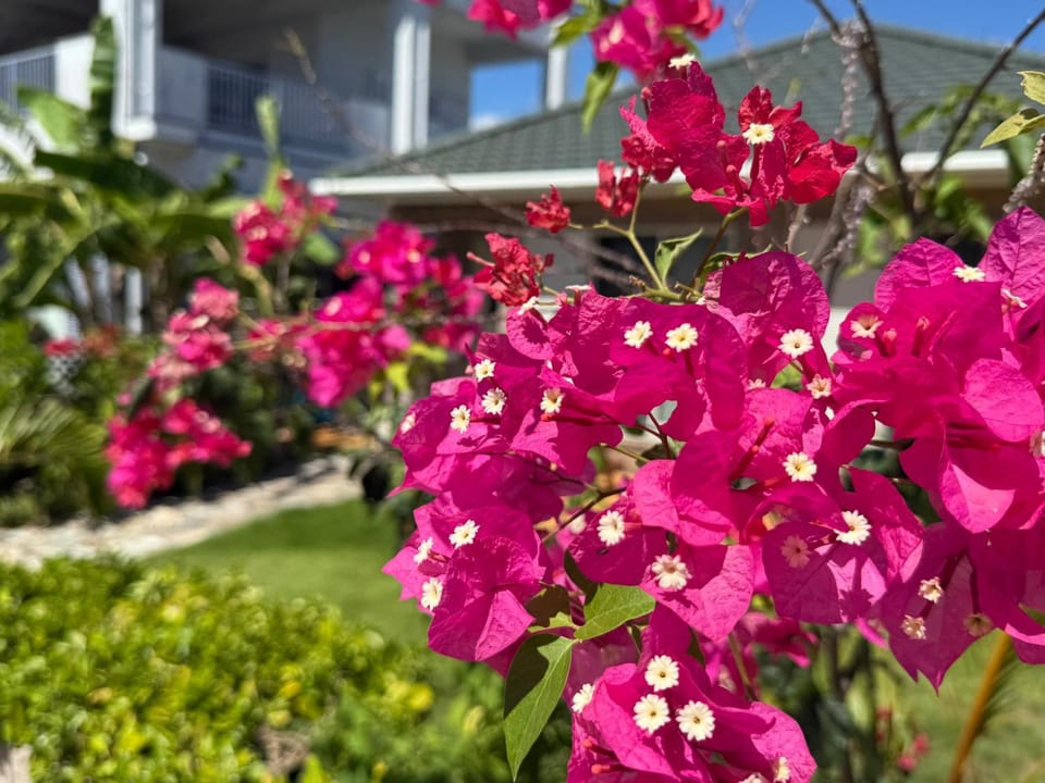 Day, Garden, Garden view