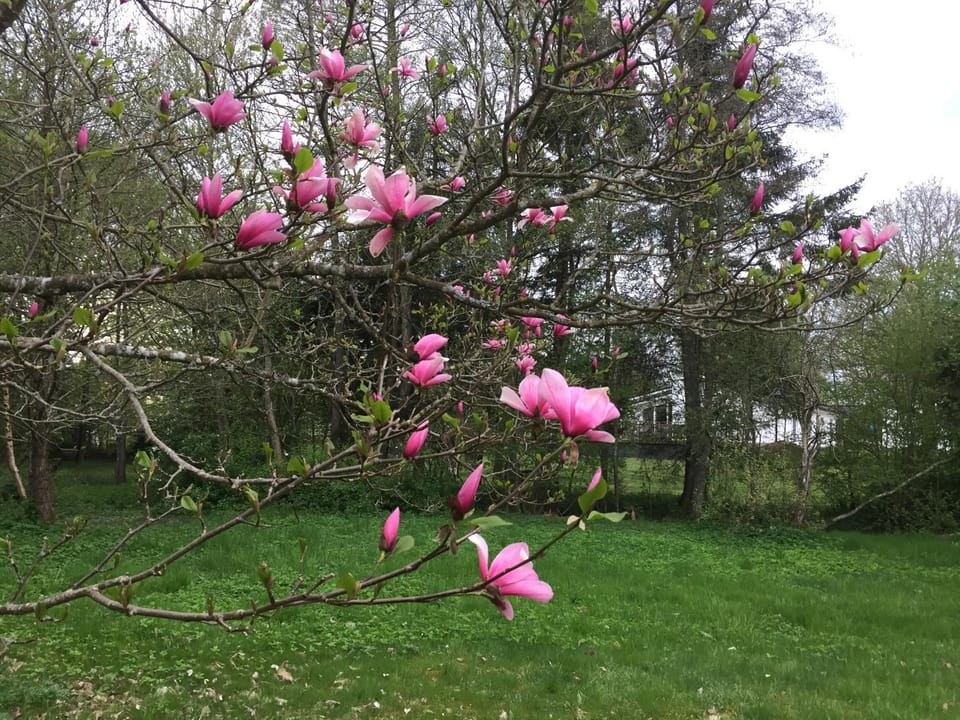 Spring, Garden