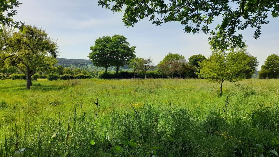 Spring, Natural landscape, Garden, Garden view